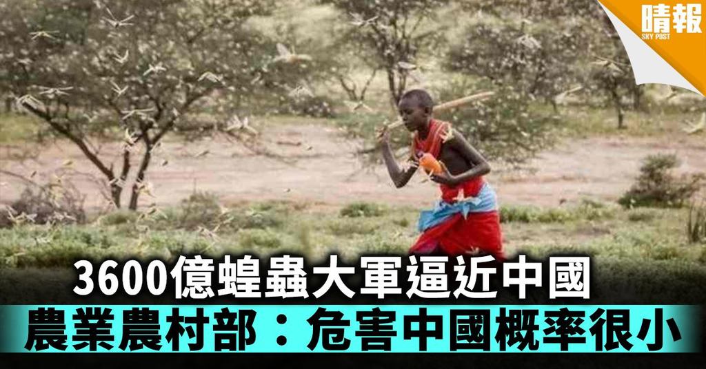 3600億蝗蟲大軍逼近中國 農業農村部：危害中國概率很小