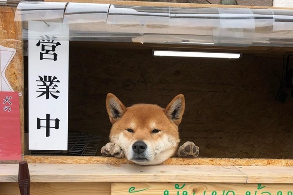 【日本柴犬】日本北海道無人烤蕃薯店 超可愛柴犬店長落力吸客!
