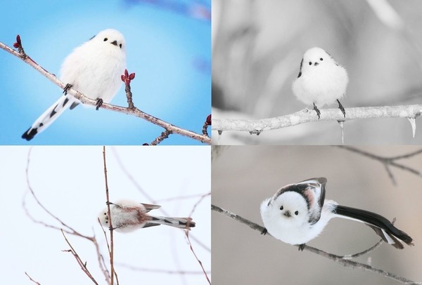 遊日注意 雪之妖精 小萌鳥和菓子成熱爆手信 Ezone Hk 網絡生活 旅遊筍料 D02