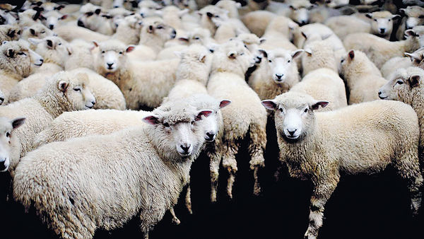 減甲烷排放量 新西蘭培育「環保羊」