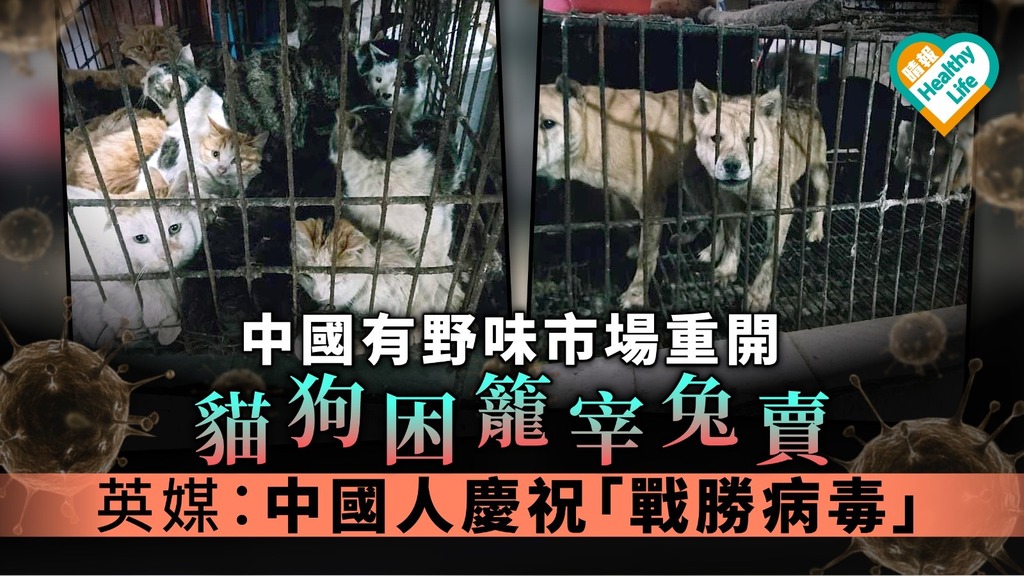 【新冠肺炎】中國有野味市場重開 貓狗困籠宰兔賣 英媒：中國人慶祝「戰勝病毒」