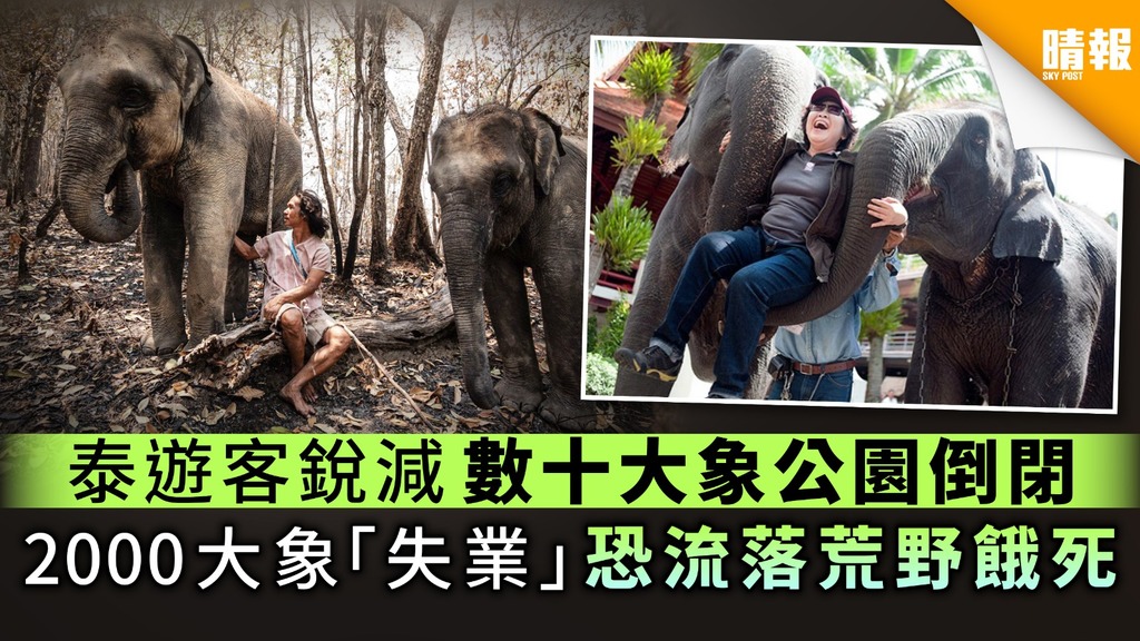 【泰國疫情】泰遊客銳減數十大象公園倒閉 2,000大象「失業」恐流落荒野餓死