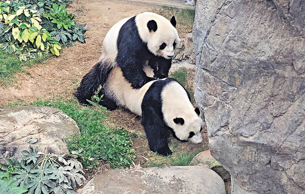 大熊貓盈盈樂樂 9年來首成功自然交配