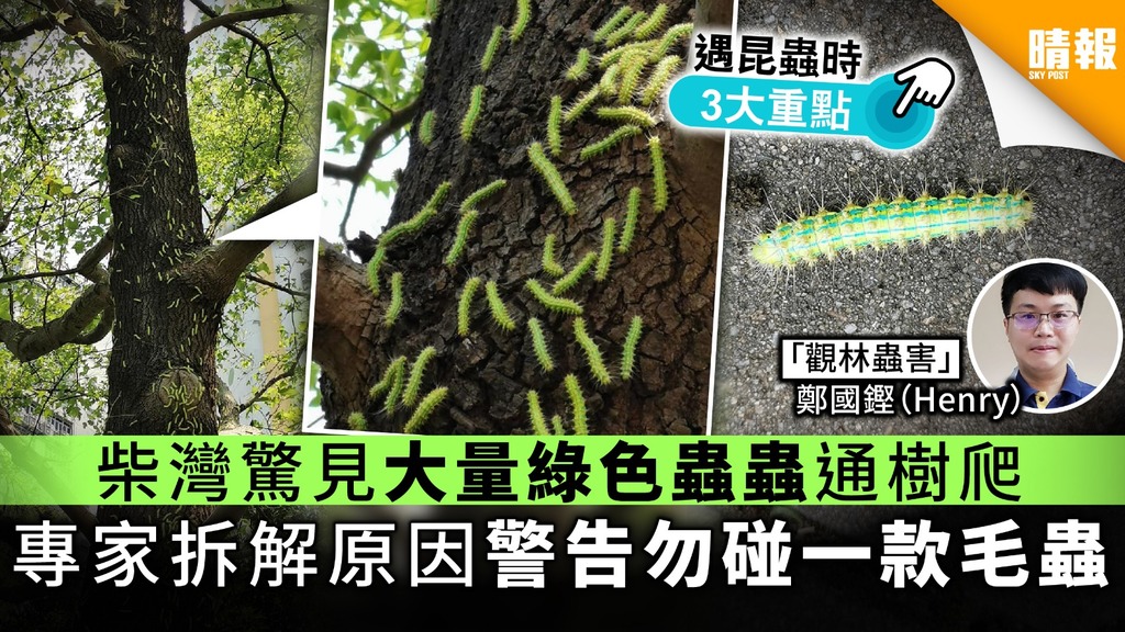 【蟲出沒注意】柴灣驚見大量綠色蟲蟲通樹爬 專家拆解原因警告勿碰一款毛蟲