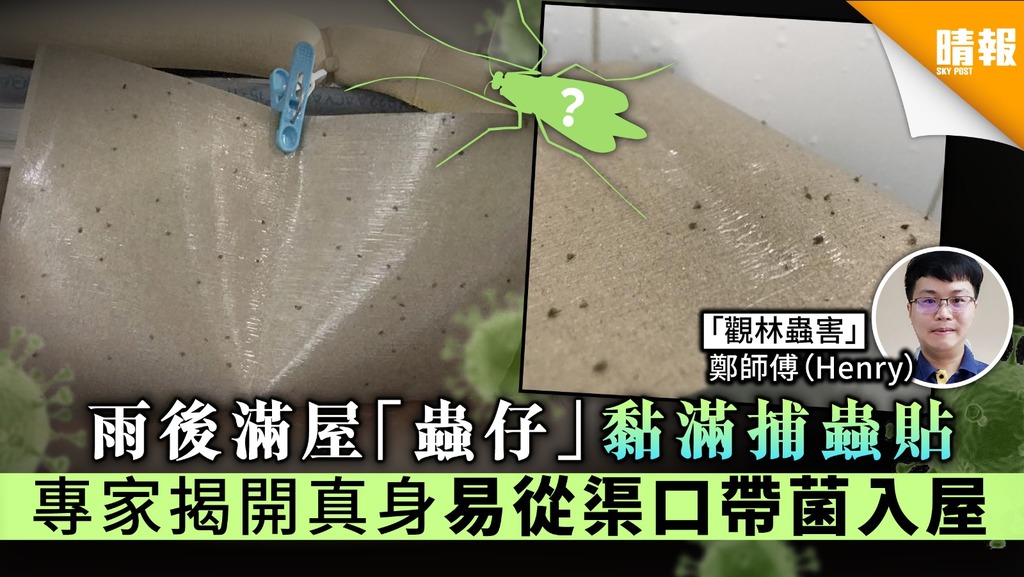 【廁所有蟲】雨後滿屋「蟲仔」黏滿捕蟲貼 專家揭開真身 易從渠口帶菌入屋