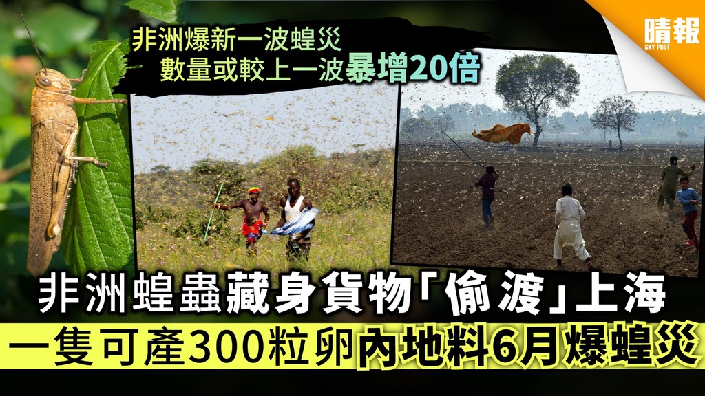 【蝗蟲殺到】非洲蝗蟲藏身貨物「偷渡」上海 一隻可產300粒卵內地料6月爆蝗災