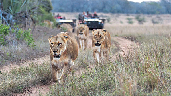 非洲草原直播 每日兩場Safari觀野生動物