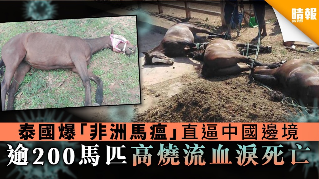 【馬瘟疫情】泰國爆「非洲馬瘟」直逼中國邊境 逾200馬匹高燒 流血淚死亡