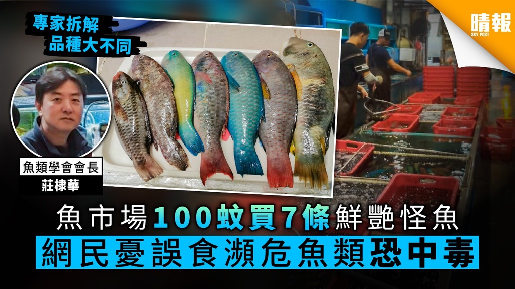 魚市場100蚊買7條鮮艷怪魚 網民憂誤食瀕危魚類恐中毒