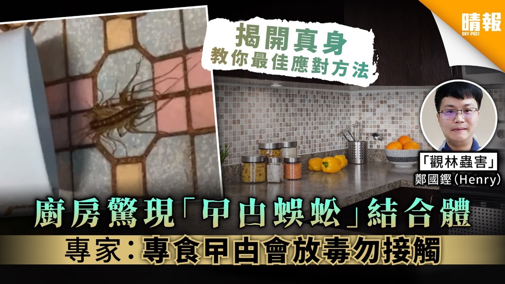 【有蟲入屋】廚房驚現「曱甴蜈蚣」結合體 專家︰專食曱甴會放毒勿接觸