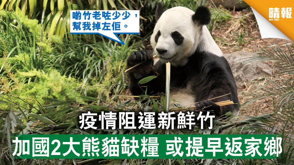 【新冠肺炎】疫情阻運新鮮竹 加國2大熊貓缺糧 或提早返家鄉