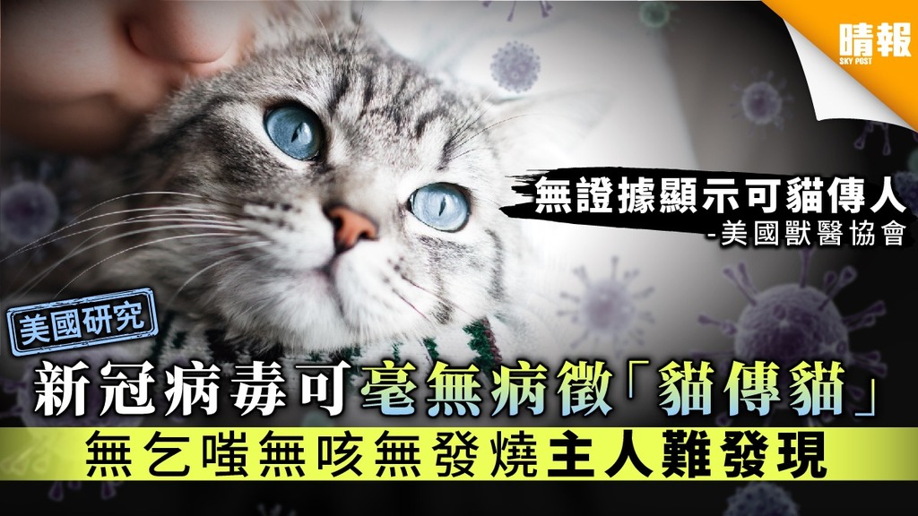 【美國研究】病毒可無病徵貓傳貓主人難發現 獸醫協會：無證據顯示貓傳人