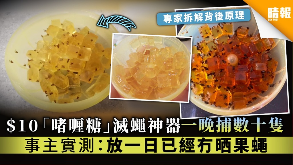 【果蠅誘捕器】$10「啫喱糖」滅蠅神器一晚捕數十隻 事主實測：放一日已經冇晒果蠅