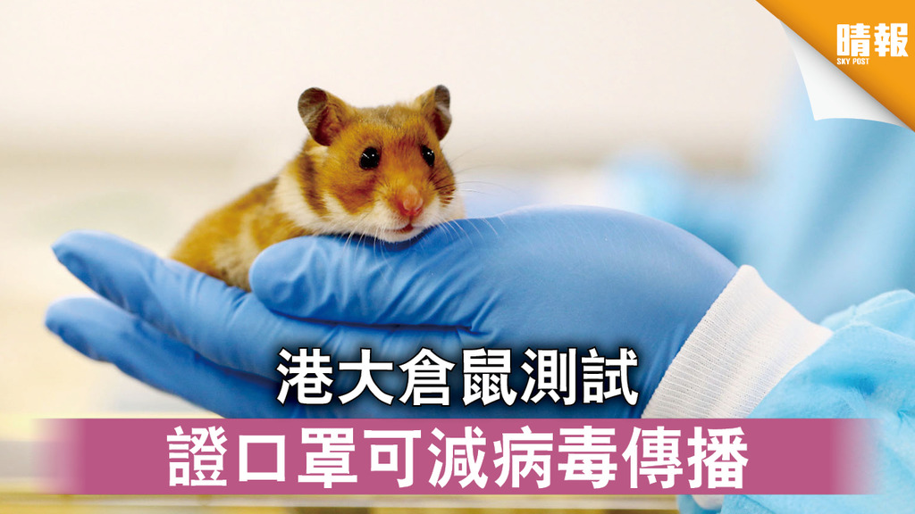 【新冠肺炎】港大倉鼠測試 證口罩可減病毒傳播