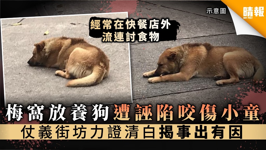 梅窩放養狗遭誣陷咬傷小童 仗義街坊力證清白揭事出有因