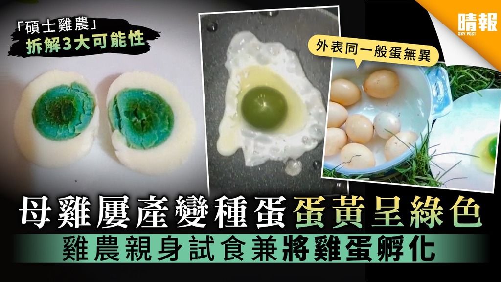 【綠色蛋黃】母雞屢產「變種蛋」蛋黃呈綠色 雞農親身試食兼將雞蛋孵化【專家拆解3大可能性】