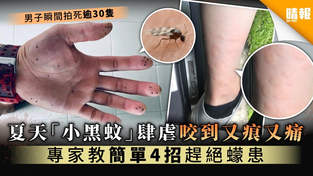 【吸血蠓出沒】夏天「小黑蚊」肆虐咬到又痕又痛 專家教簡單4招趕絕蠓患