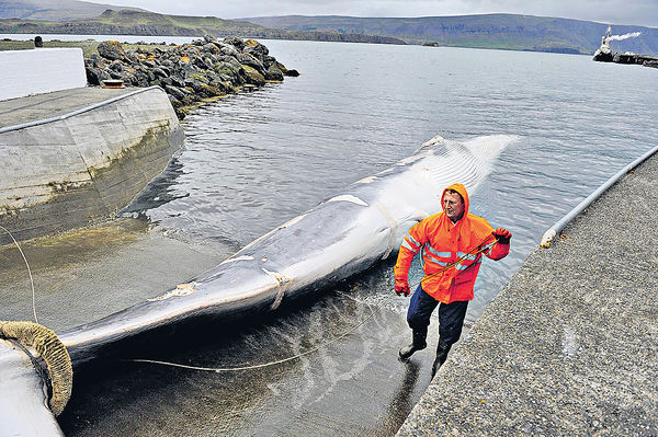 疫情致加工廠難運作 冰島叫停捕鯨