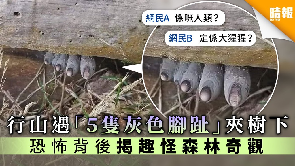 【千奇百怪】行山遇「5隻灰色腳趾」夾樹下 恐怖背後揭趣怪森林奇觀