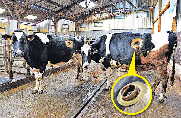 法農場研究增產乳量 乳牛胃部「開窿」太殘忍