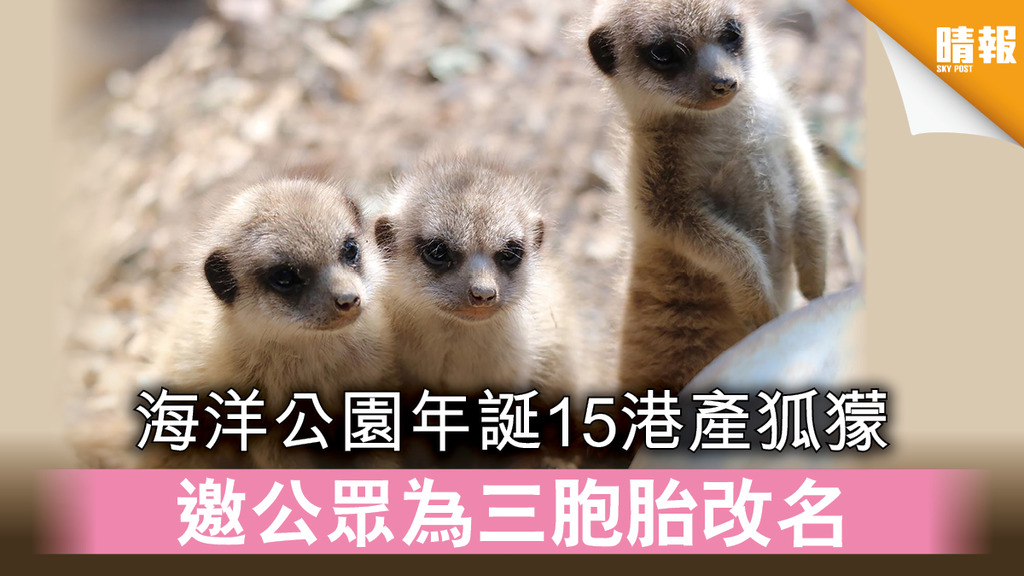 【可愛動物】海洋公園年誕15港產狐獴 邀公眾為三胞胎改名