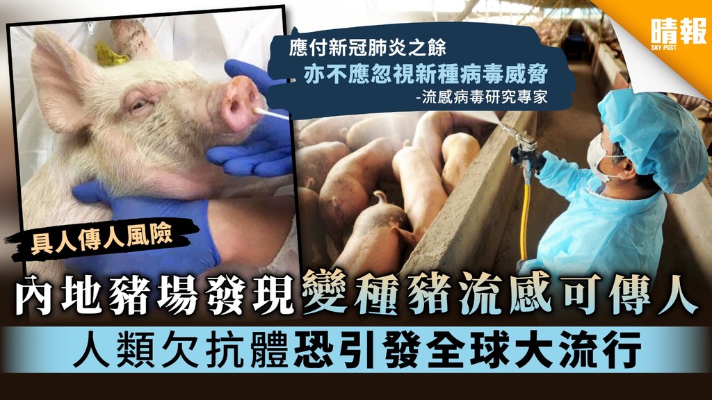 【變種豬流感】內地豬場發現變種豬流感可傳人 人類欠抗體恐引發全球大流行