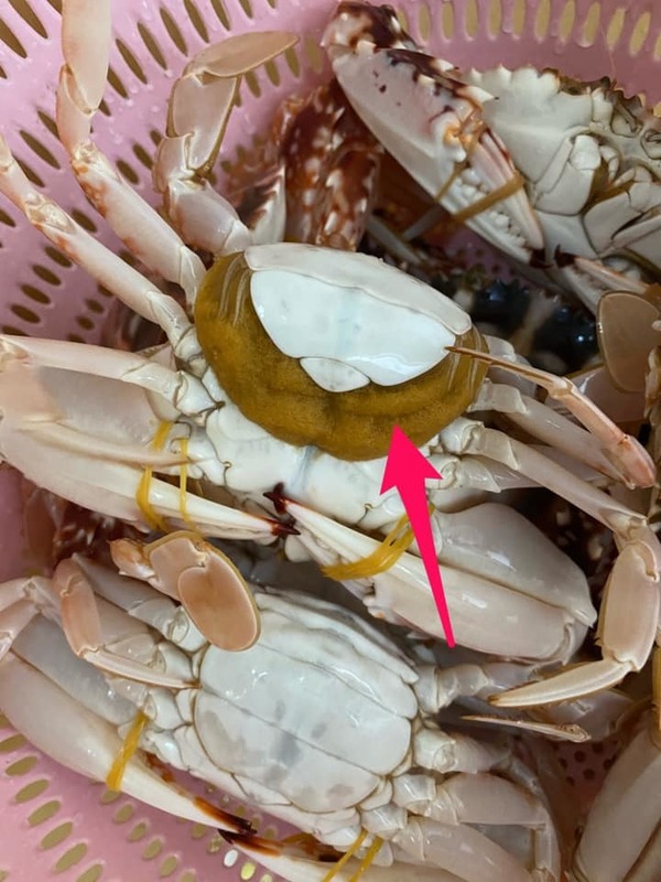 蟹肚爆出黃色粒粒異物主婦心慌慌 隻蟹可以食嗎 附專家解說 晴報 家庭 熱話 D0706