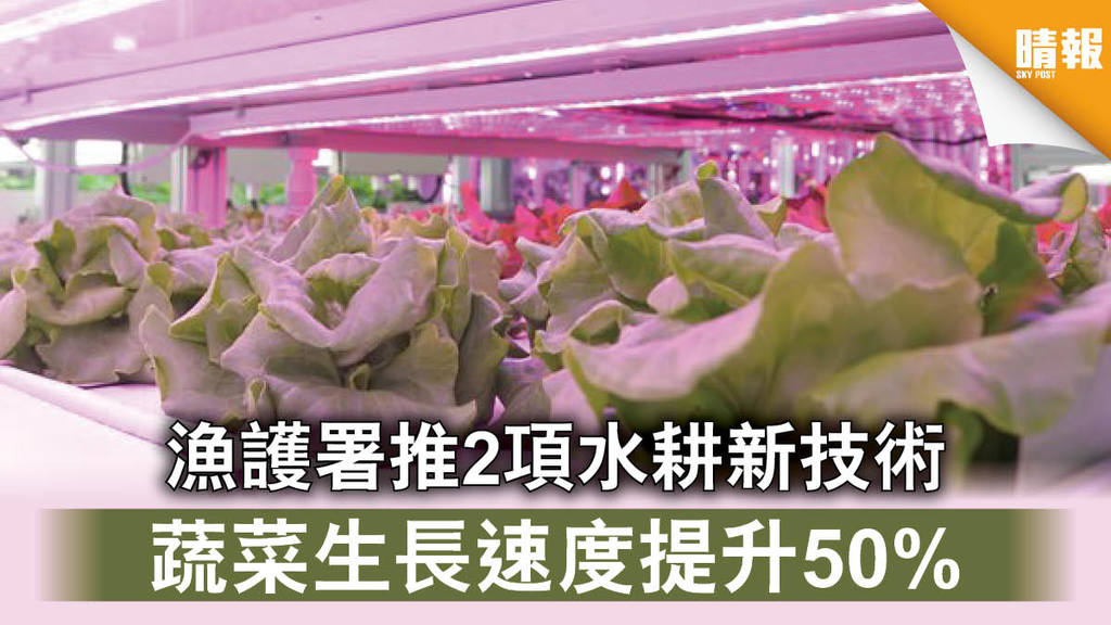 【水耕種菜】漁護署推2項水耕新技術 蔬菜生長速度提升50%