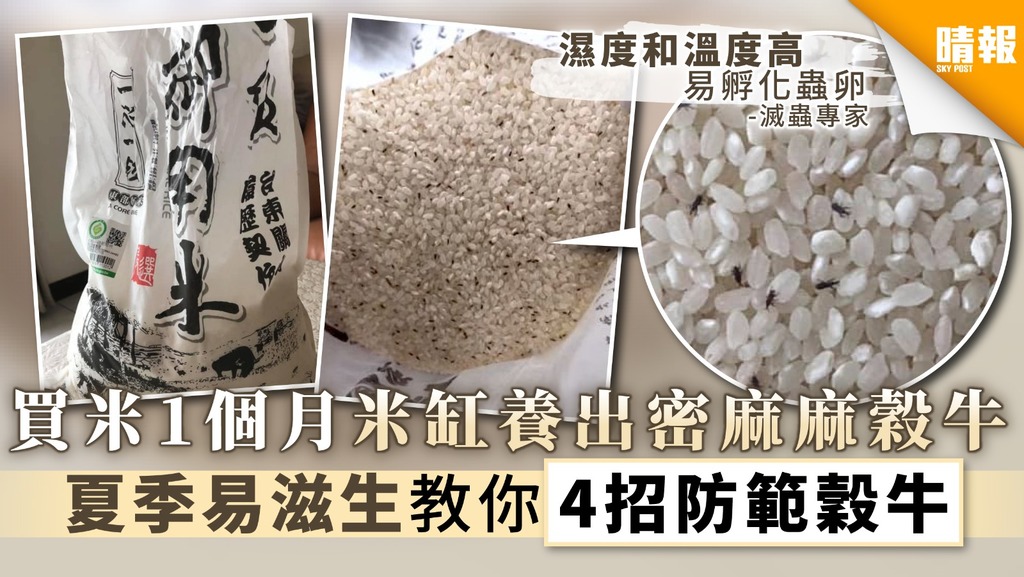【食用安全】買米1個月米缸養出密麻麻穀牛 夏季易滋生教你4招防範穀牛