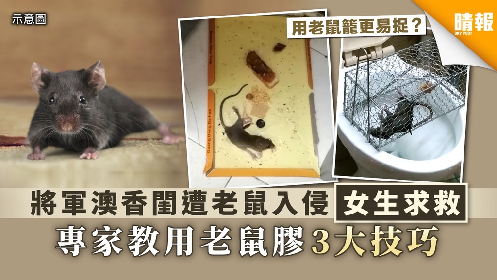 【捉老鼠】將軍澳香閨遭老鼠入侵女生求救 專家教用老鼠膠3大技巧