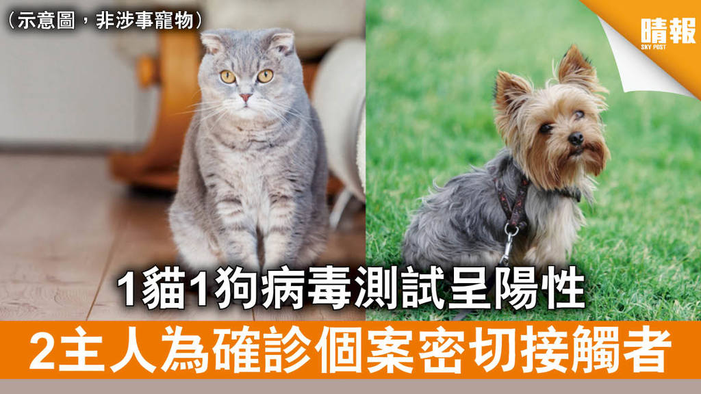 【寵物染疫】1貓1狗病毒測試呈陽性 2主人為確診個案密切接觸者