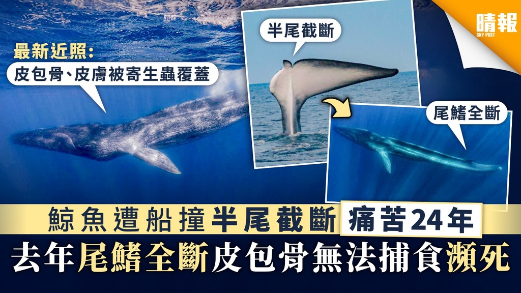 【救救動物】鯨魚遭船撞半尾截斷痛苦24年 去年尾鰭全斷皮包骨無法捕食瀕死
