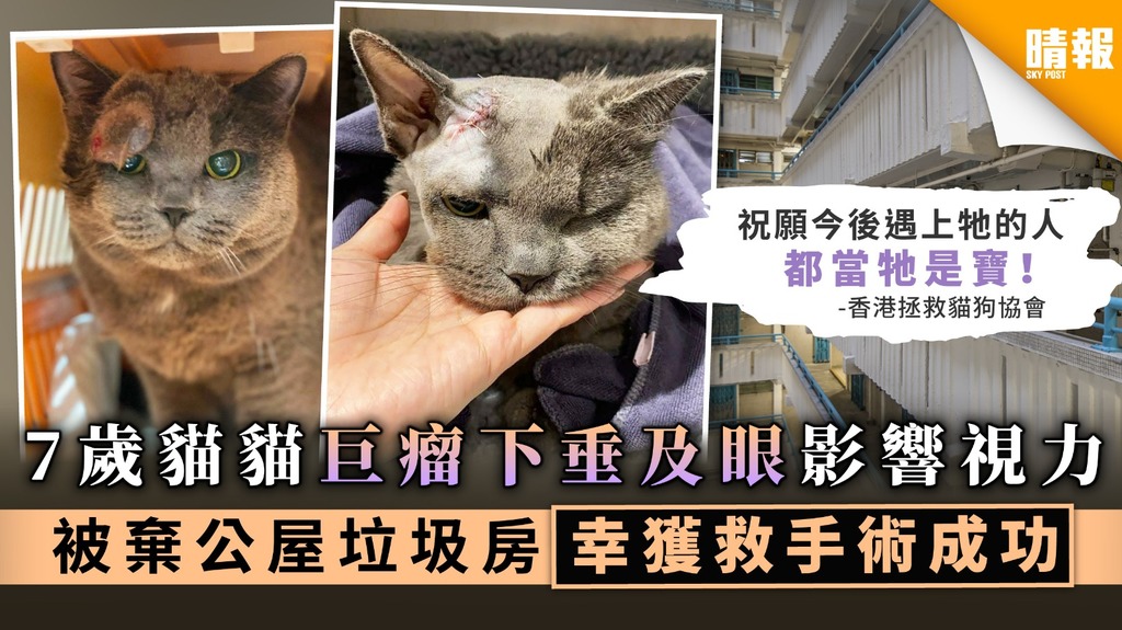 【冷血主人】7歲貓貓巨瘤下垂及眼影響視力 被棄公屋垃圾房幸獲救手術成功