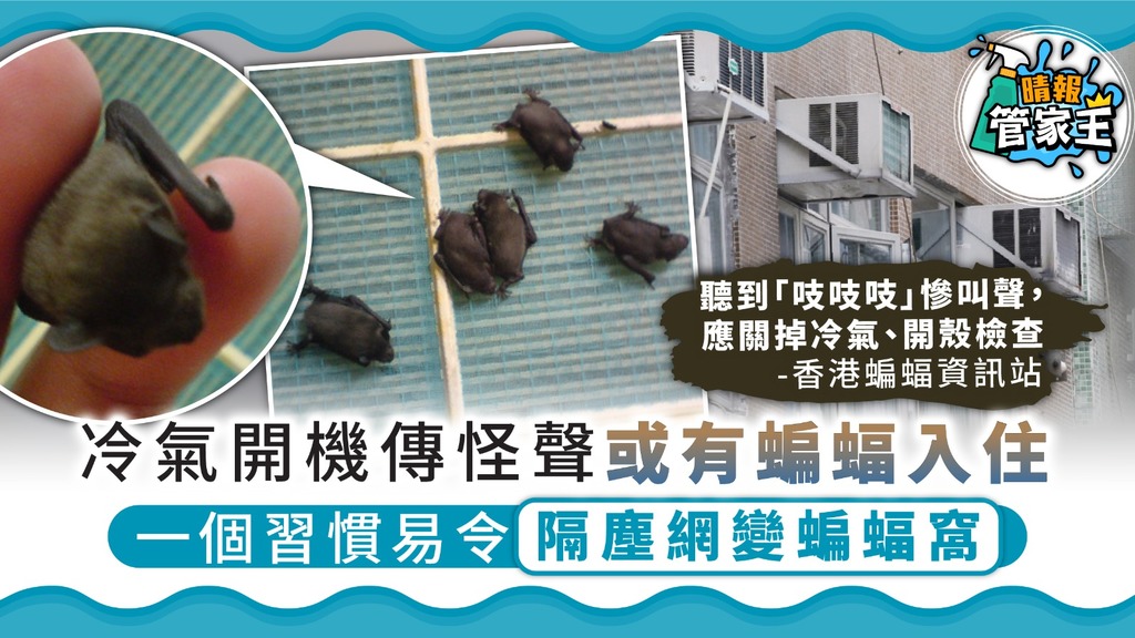 【另類鄰居】冷氣開機傳怪聲或有蝙蝠入住 一個習慣易令隔塵網變蝙蝠窩