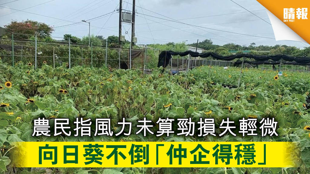 【海高斯颱風】農民指風力未算勁損失輕微 向日葵不倒「仲企得穩」