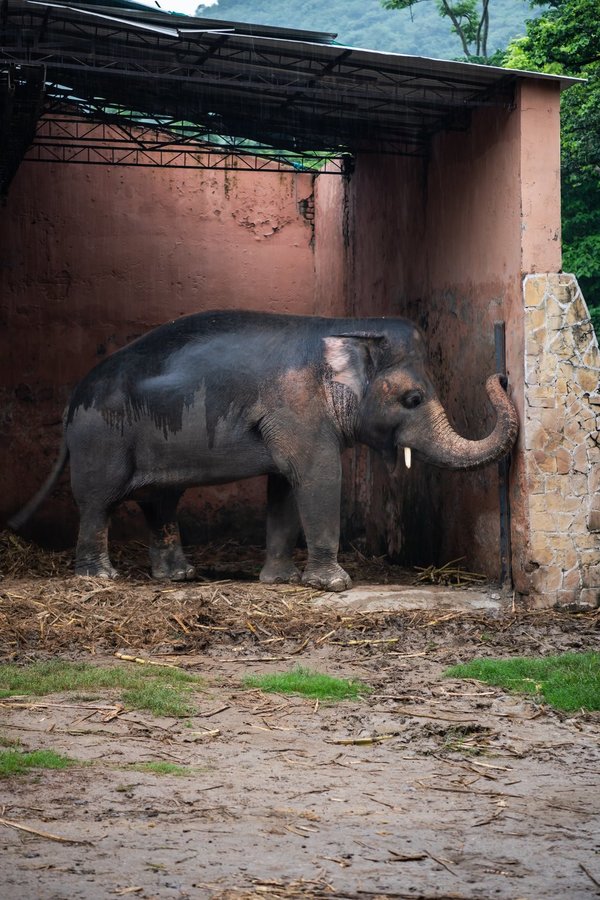 虐待動物 被折磨35年疏忽照顧周身傷 世上最孤獨大象 獲救離開動物園 晴報 家庭 熱話 D0907