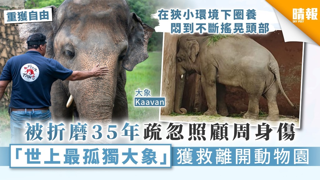 【虐待動物】被折磨35年疏忽照顧周身傷 「世上最孤獨大象」獲救離開動物園
