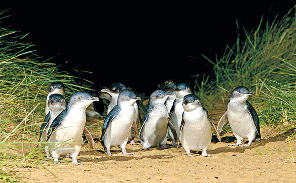 網上直播 3,000隻可愛企鵝歸巢
