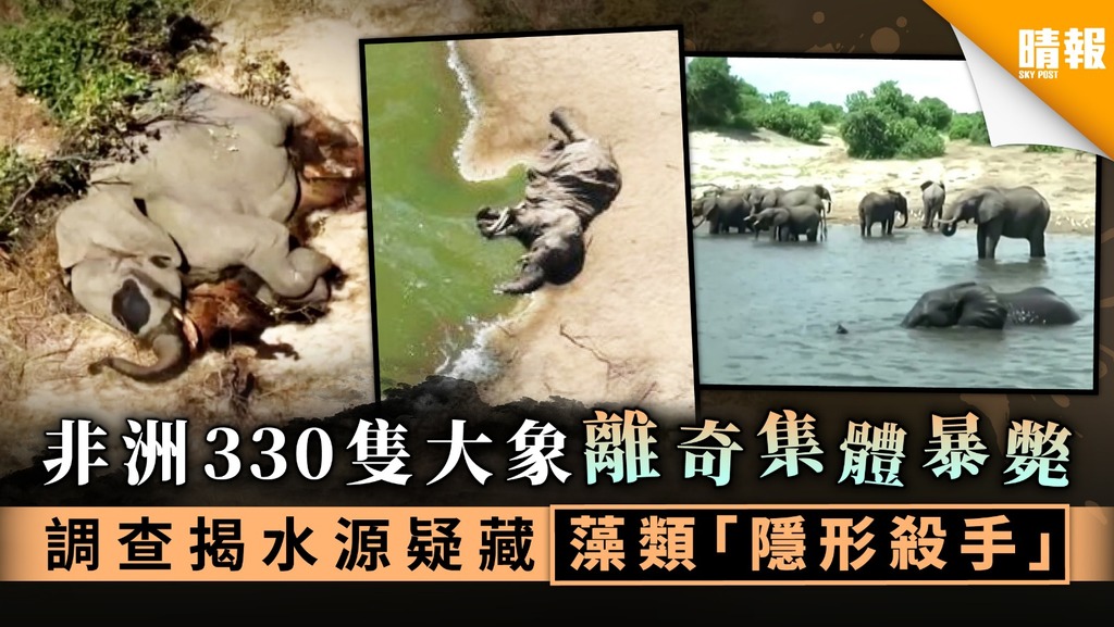 非洲330隻大象離奇集體暴斃 調查揭水源疑藏藻類「隱形殺手」
