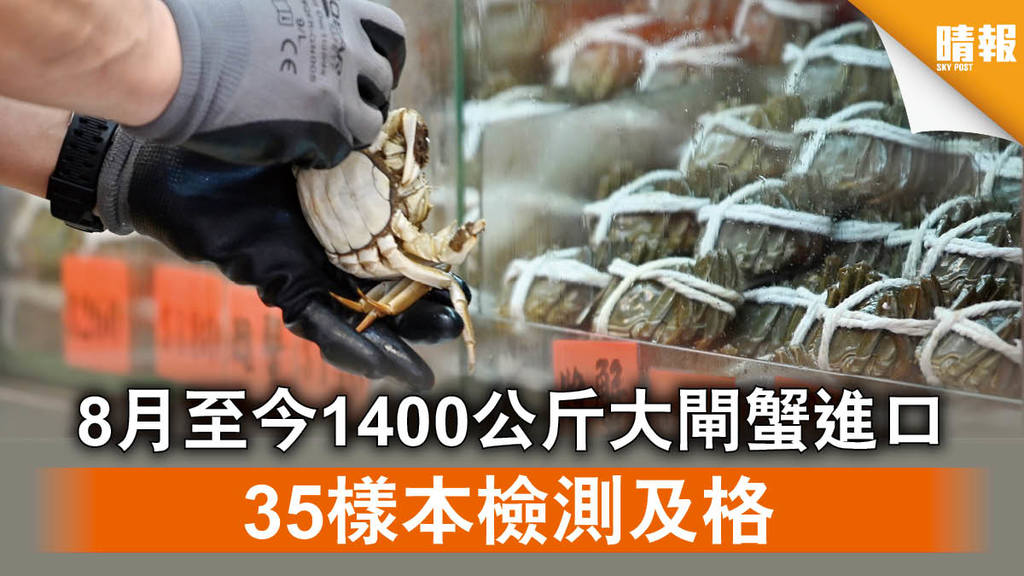 【大閘蟹】8月至今1400公斤大閘蟹進口 35樣本檢測及格