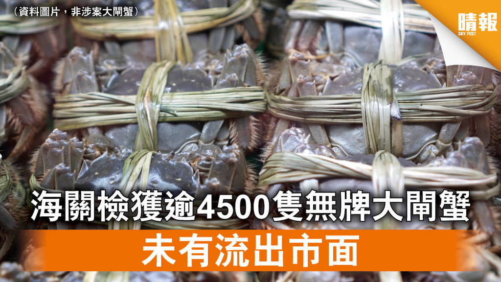 【大閘蟹】海關檢獲逾4500隻無牌大閘蟹 未有流出市面