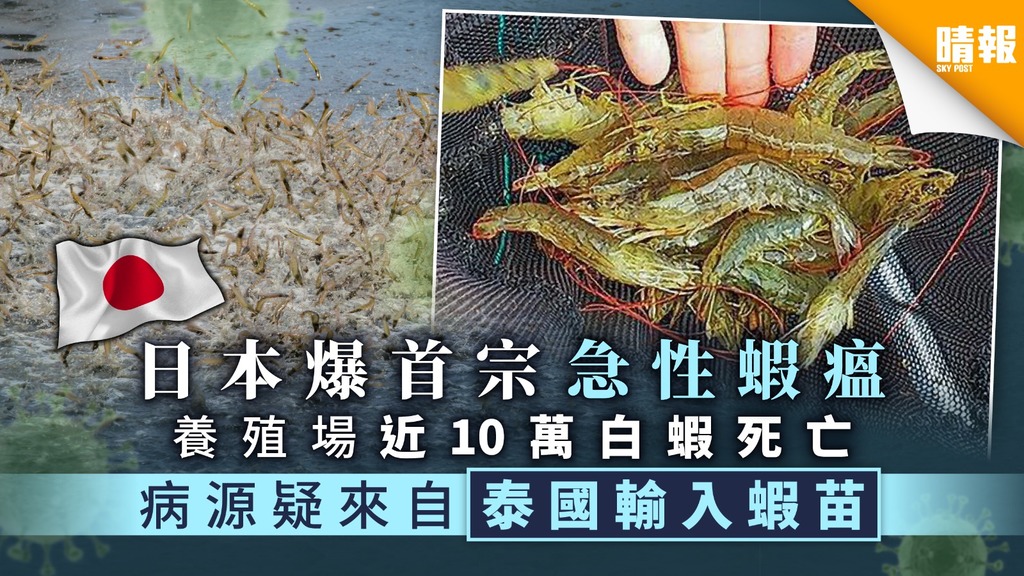 【食用安全】日本爆首宗急性蝦瘟 養殖場近10萬白蝦死亡 病源疑來自泰國輸入蝦苗