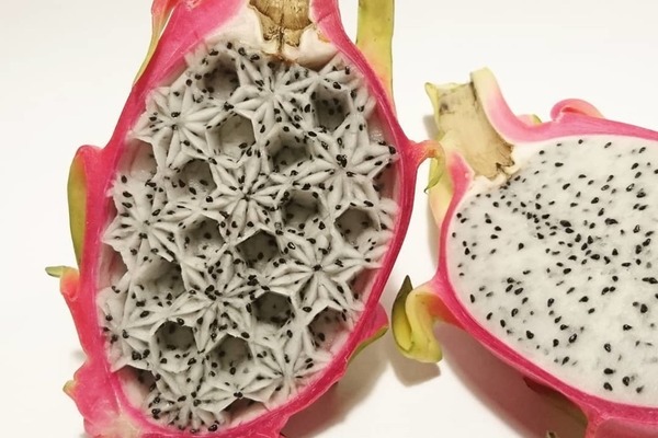 【食物雕刻】日本廚師食物雕刻神作 普通蘋果/柚子/南瓜變藝術品