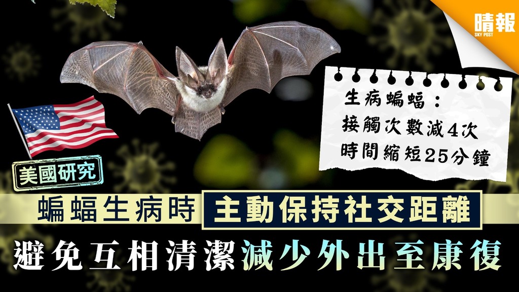 【蝙蝠生態研究】蝙蝠生病時主動保持社交距離 避免互相清潔減少外出至康復