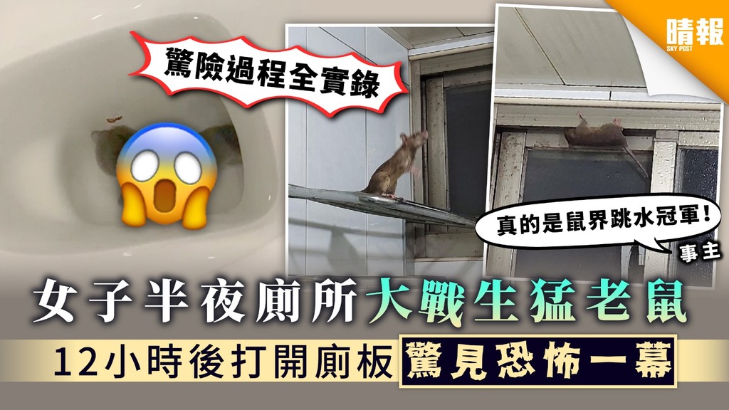 【人鼠大戰】女子半夜廁所大戰生猛老鼠 12小時後打開廁板驚見恐怖一幕