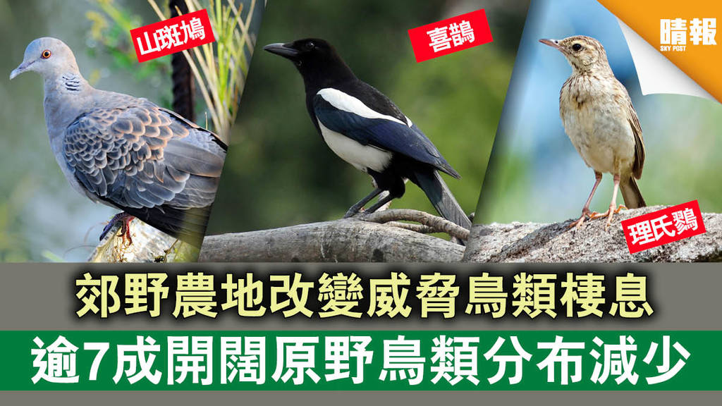 【鳥類變化】郊野農地改變威脅鳥類棲息 逾7成開闊原野鳥類分布減少