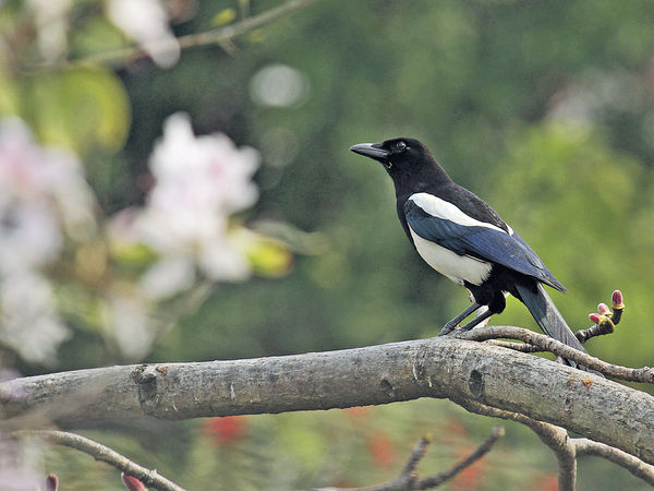 農田變爛地 棲港開闊原野鳥類分布 減7成