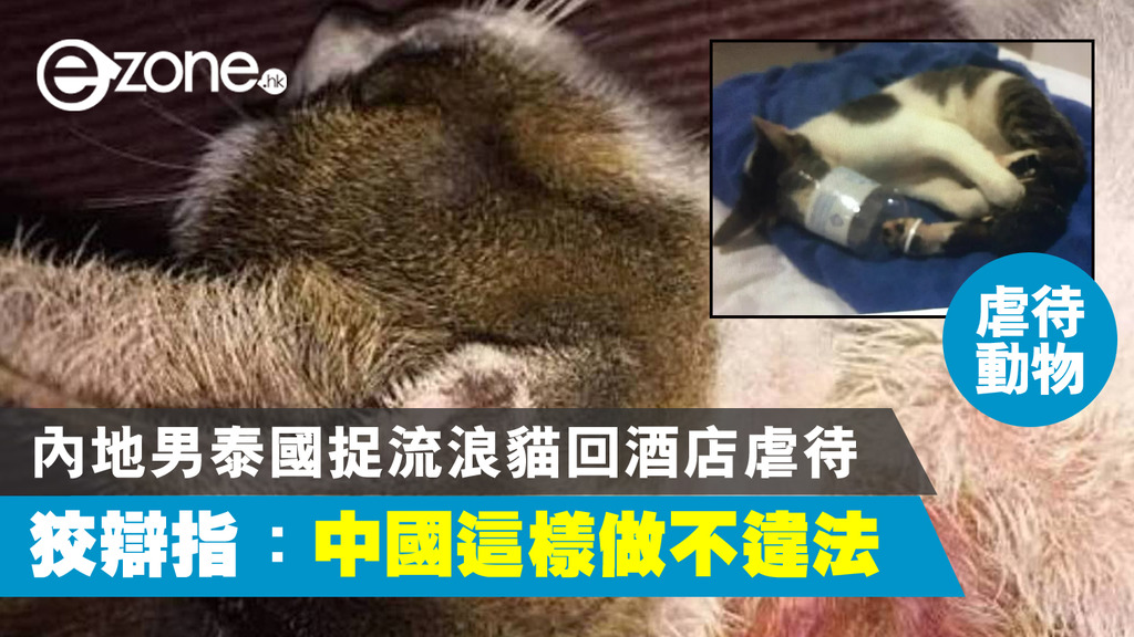 虐待動物】内地男遊泰捉流浪貓回酒店虐待！狡辯愛貓：中國這樣做不違法 