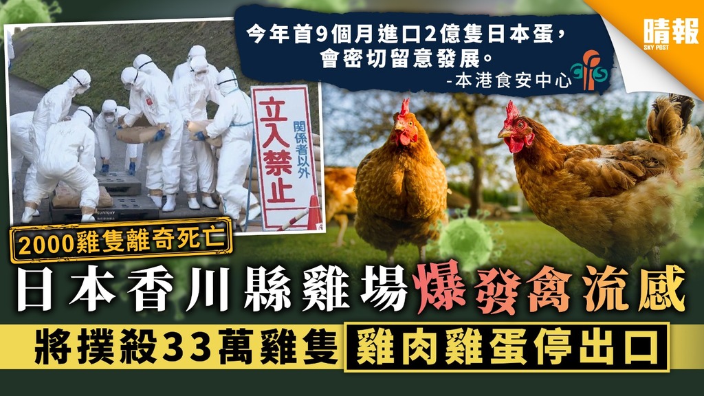 【禽流感】日本香川縣雞場爆發禽流感 將撲殺33萬雞隻 雞肉雞蛋停出口