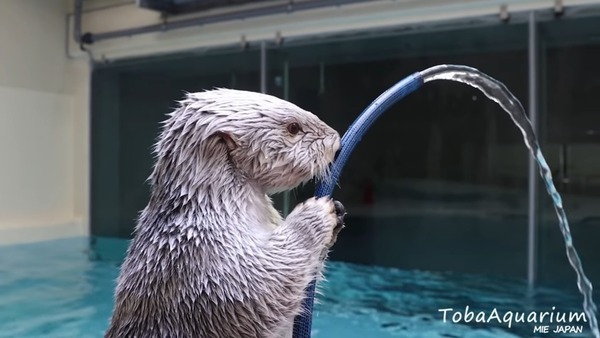 日韓記事 明星海獺 救火 獲表揚消防署贈龍蝦獎牌致敬 晴報 時事 要聞 D1118